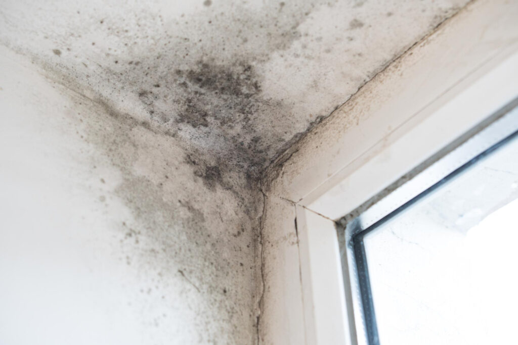 moldy ceiling in harrington park