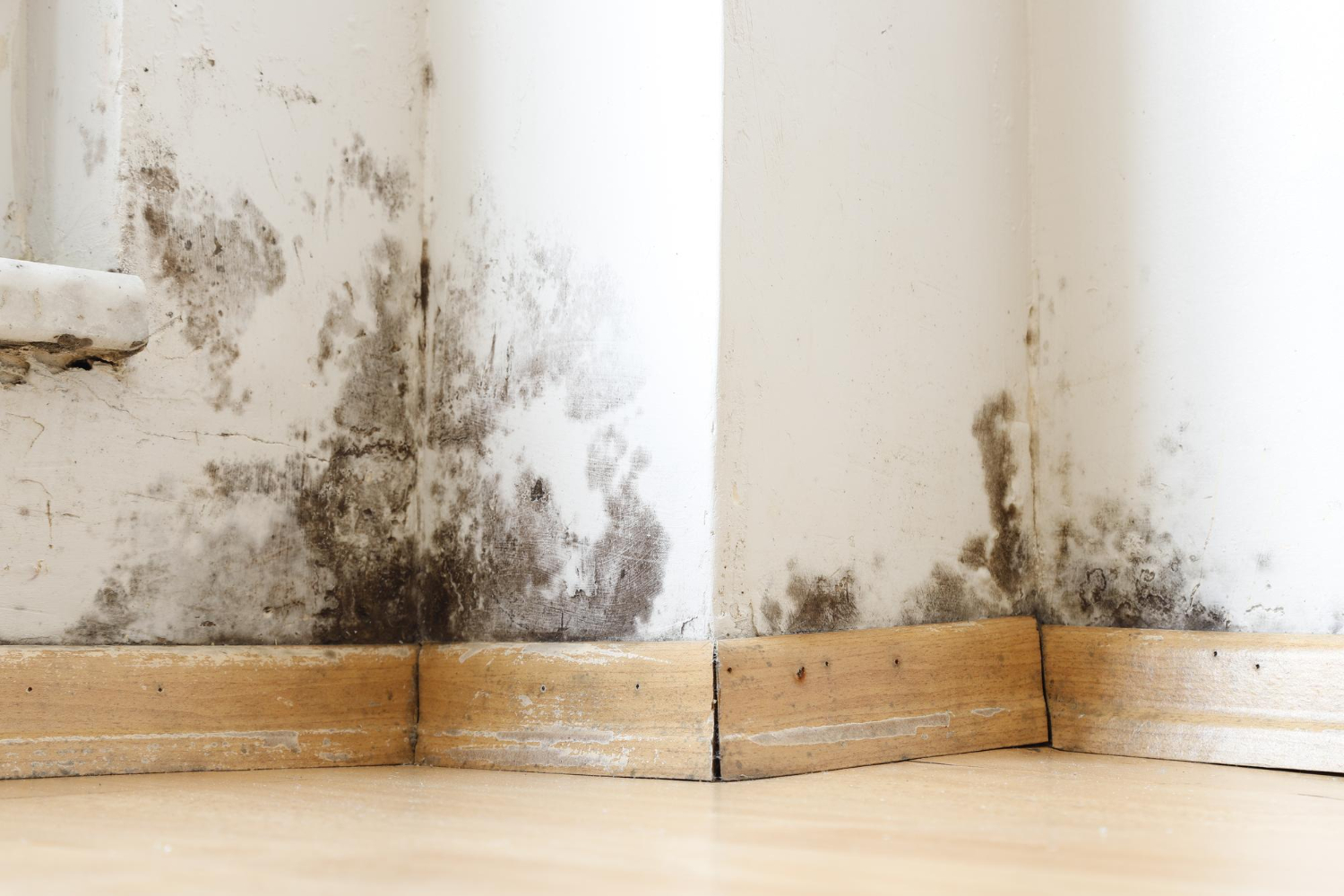 a moldy house in rochelle park